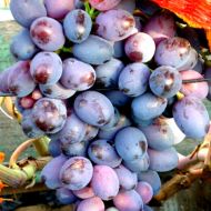 Саджанець Виноград Оріон (щеплений) в контейнері